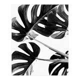 Monstera Black And White 05 (Print Only) thumbnail