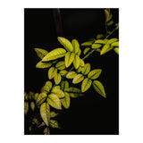 Dew Drops Leaves (Print Only) thumbnail