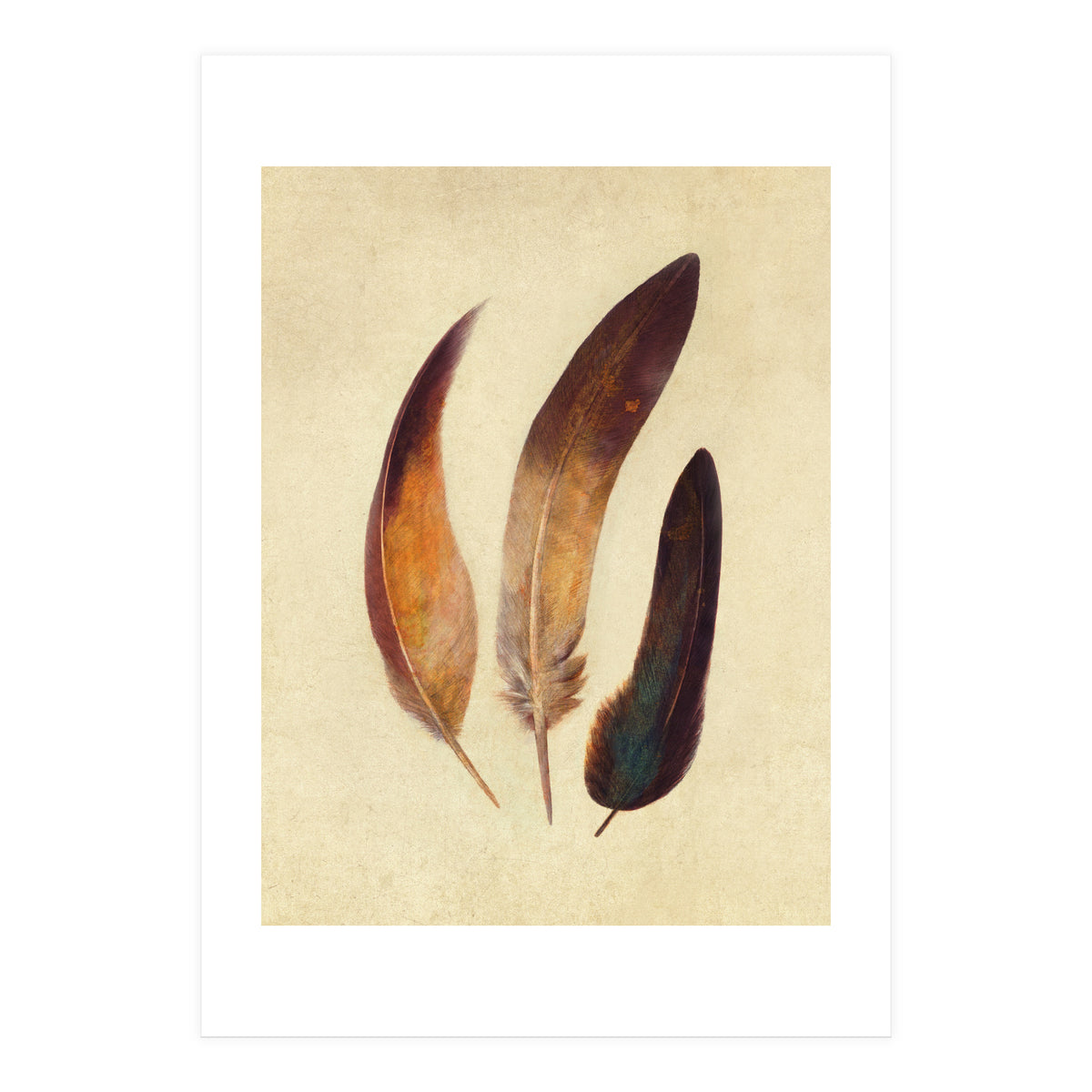 Three Feathers (Print Only)