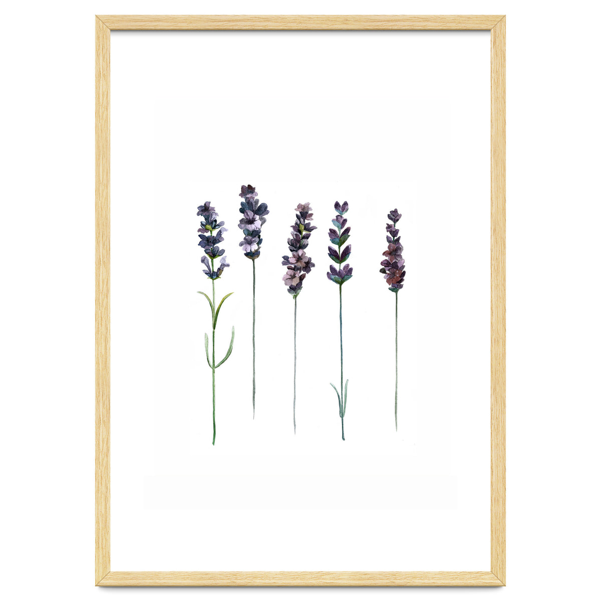 Botanical Illustration Lavender
