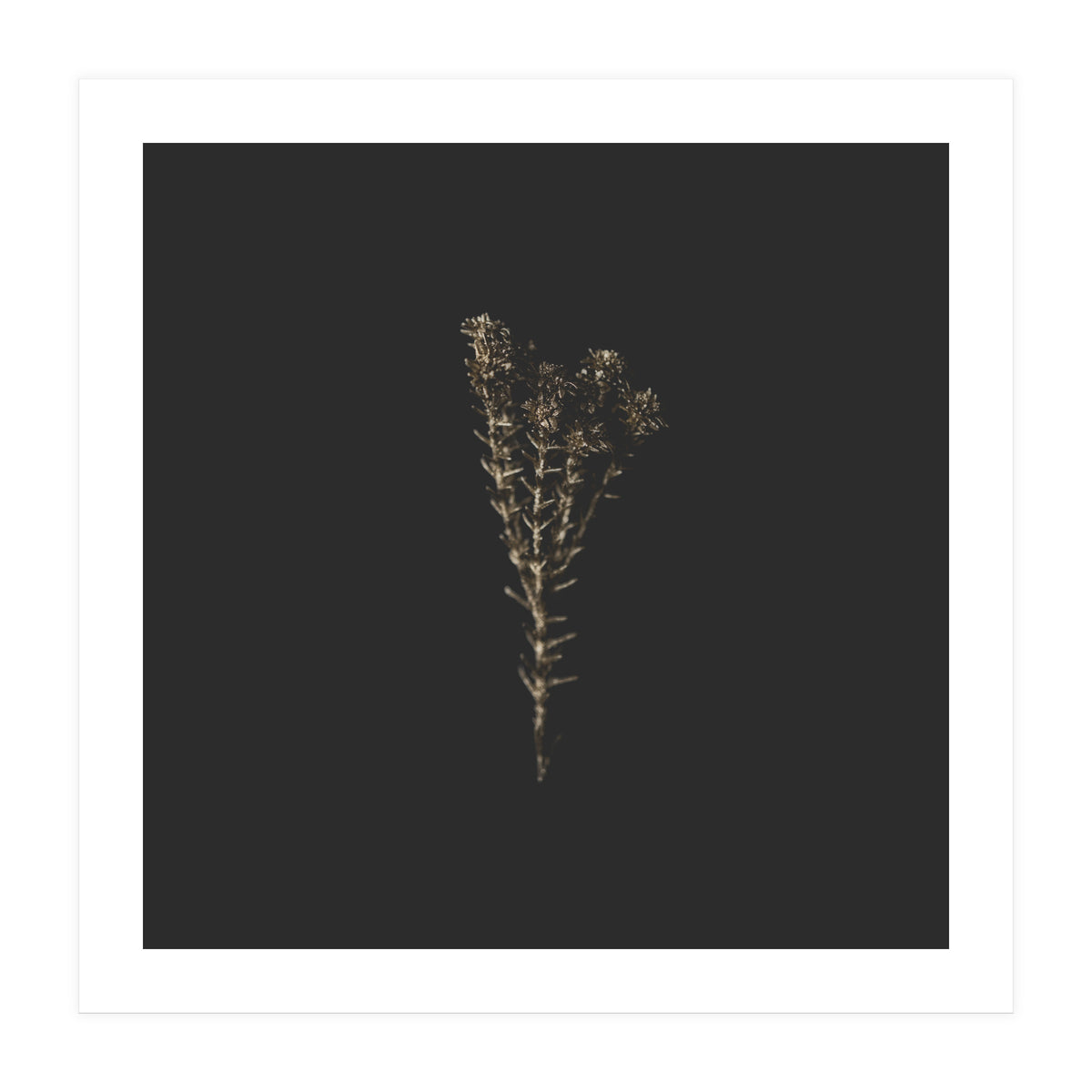 Moody Golden Botanicals - Square (Print Only)