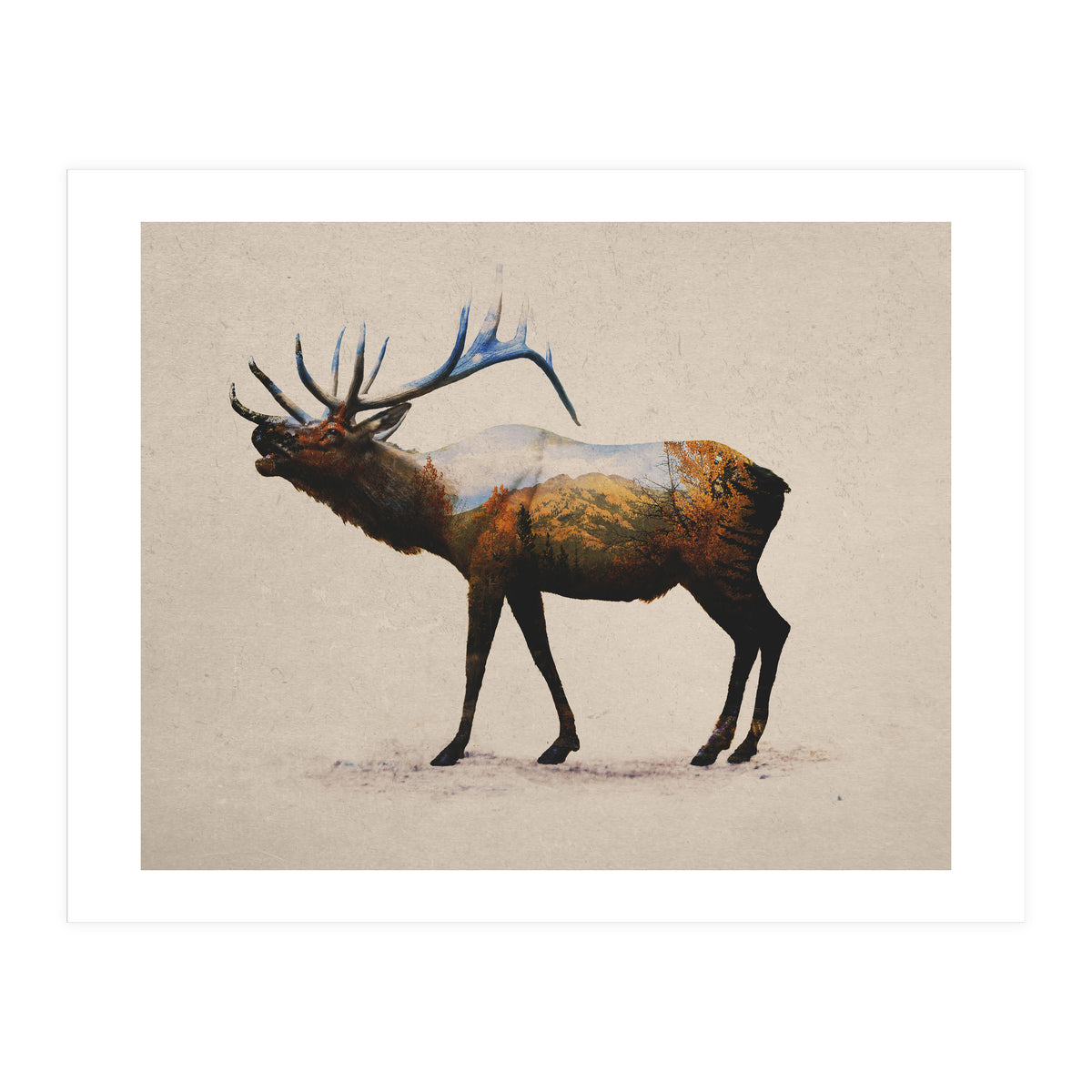 The Rocky Mountain Elk (Print Only)