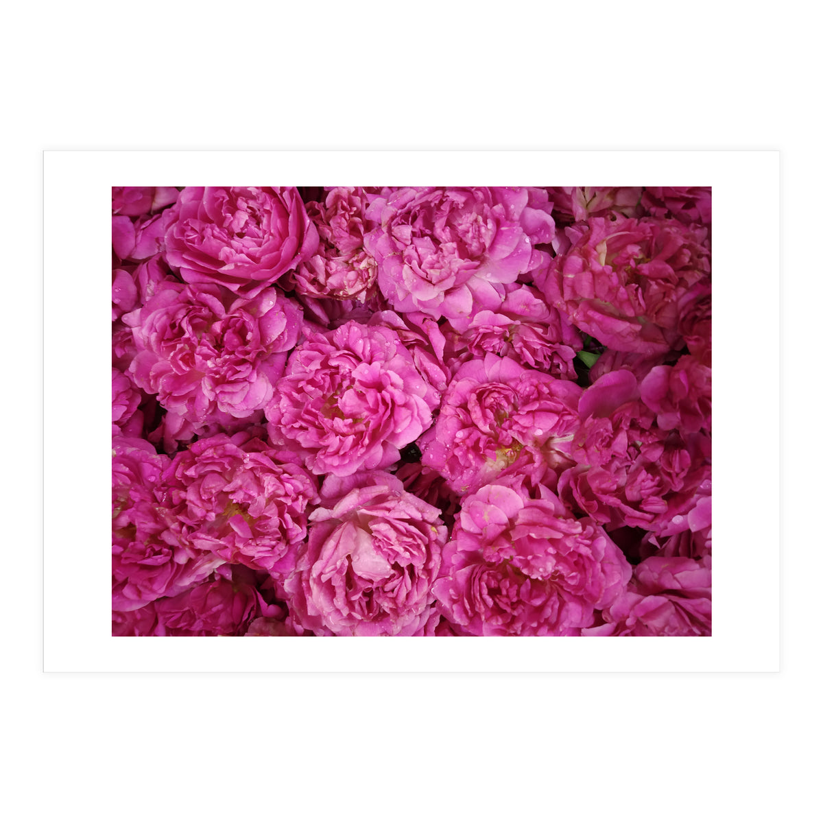 Rose Garden  (Print Only)