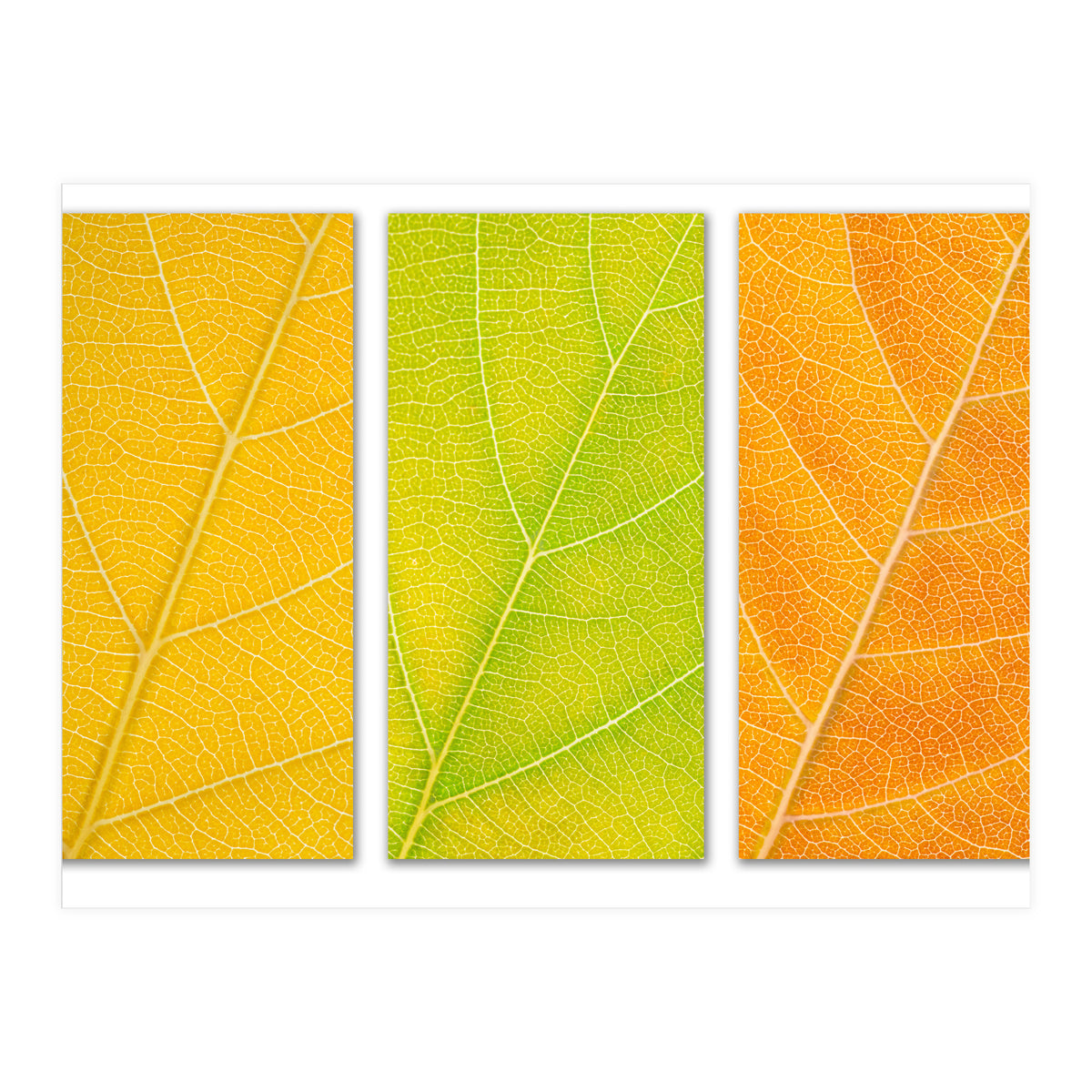 Autumn Leaves (Print Only)