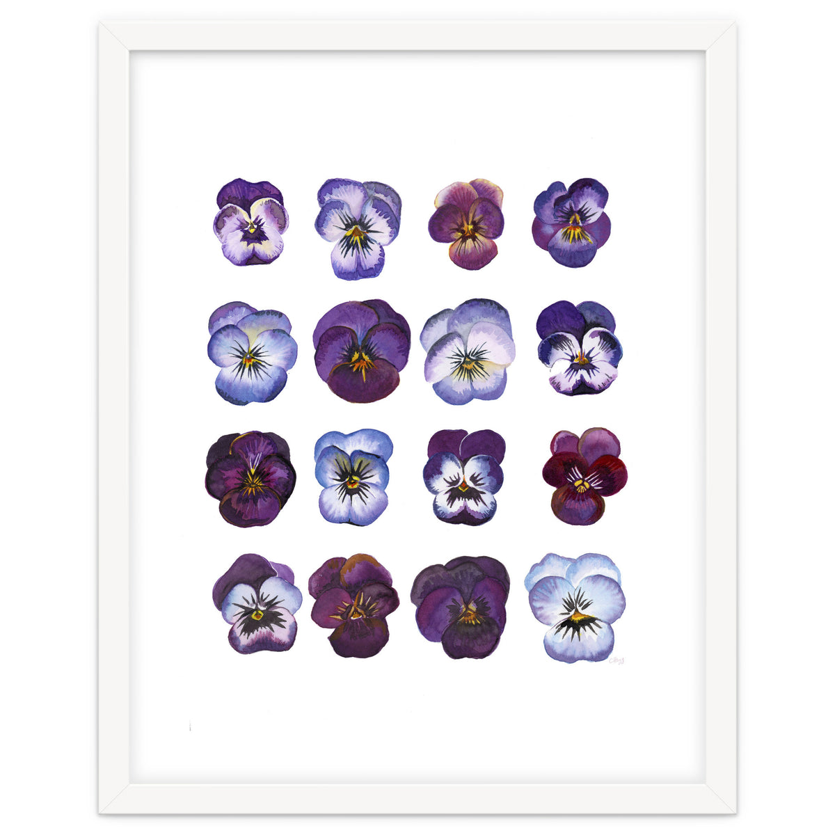 A Watercolour Study Of Violas