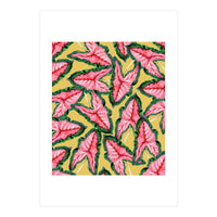 Caladium, Botanical Tropical Nature Plants, Vintage Bohemian Exotic Blush Leaves (Print Only)