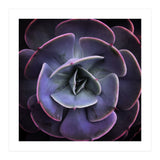 DARKSIDE OF SUCCULENTS VII (Print Only) thumbnail