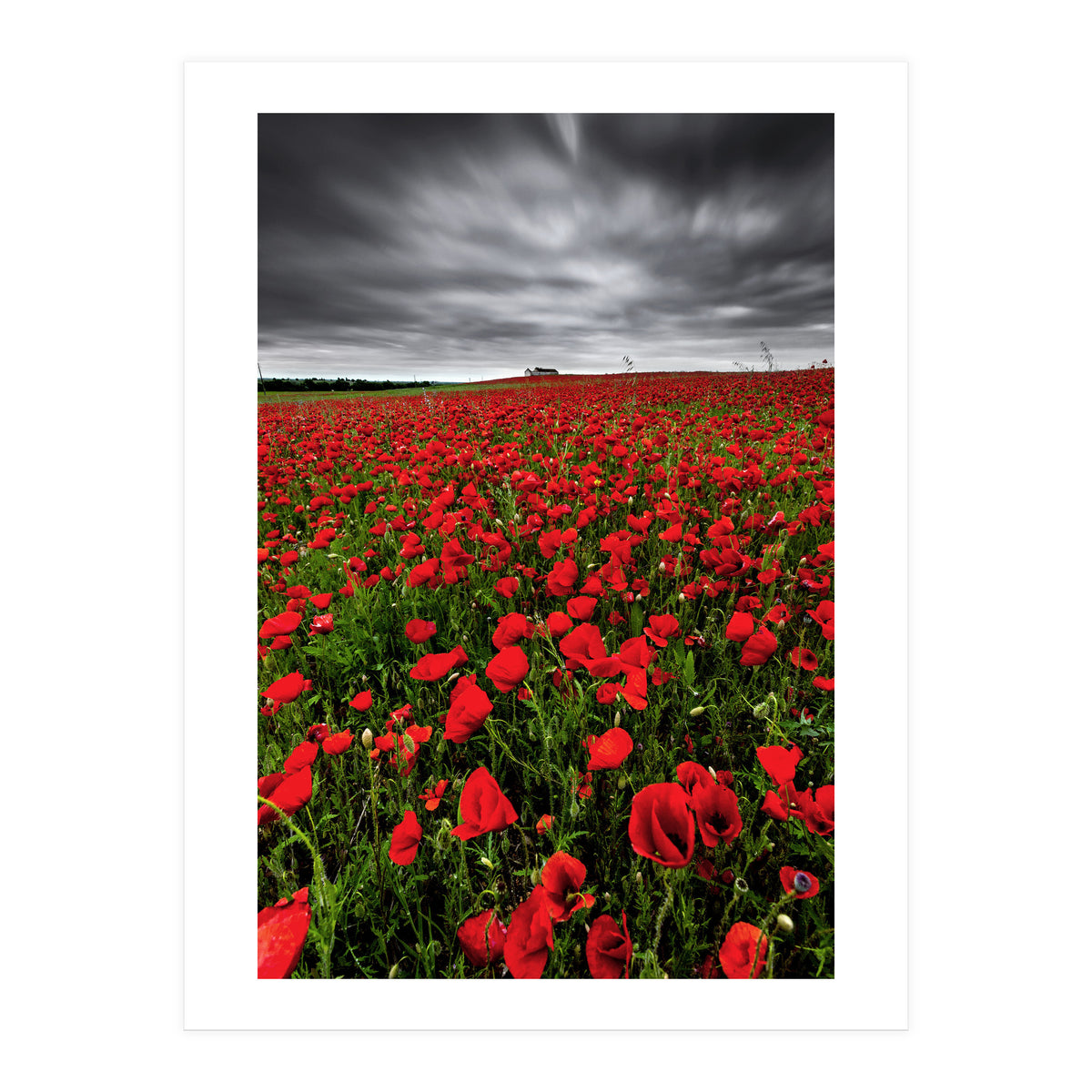 Wild Poppies (Print Only)