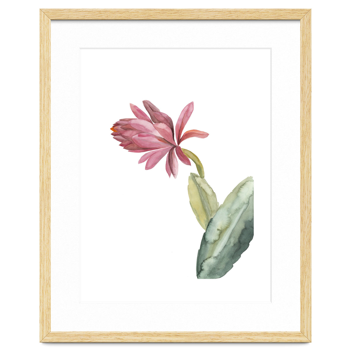 Botanical Illustration Pink Cactus Flower