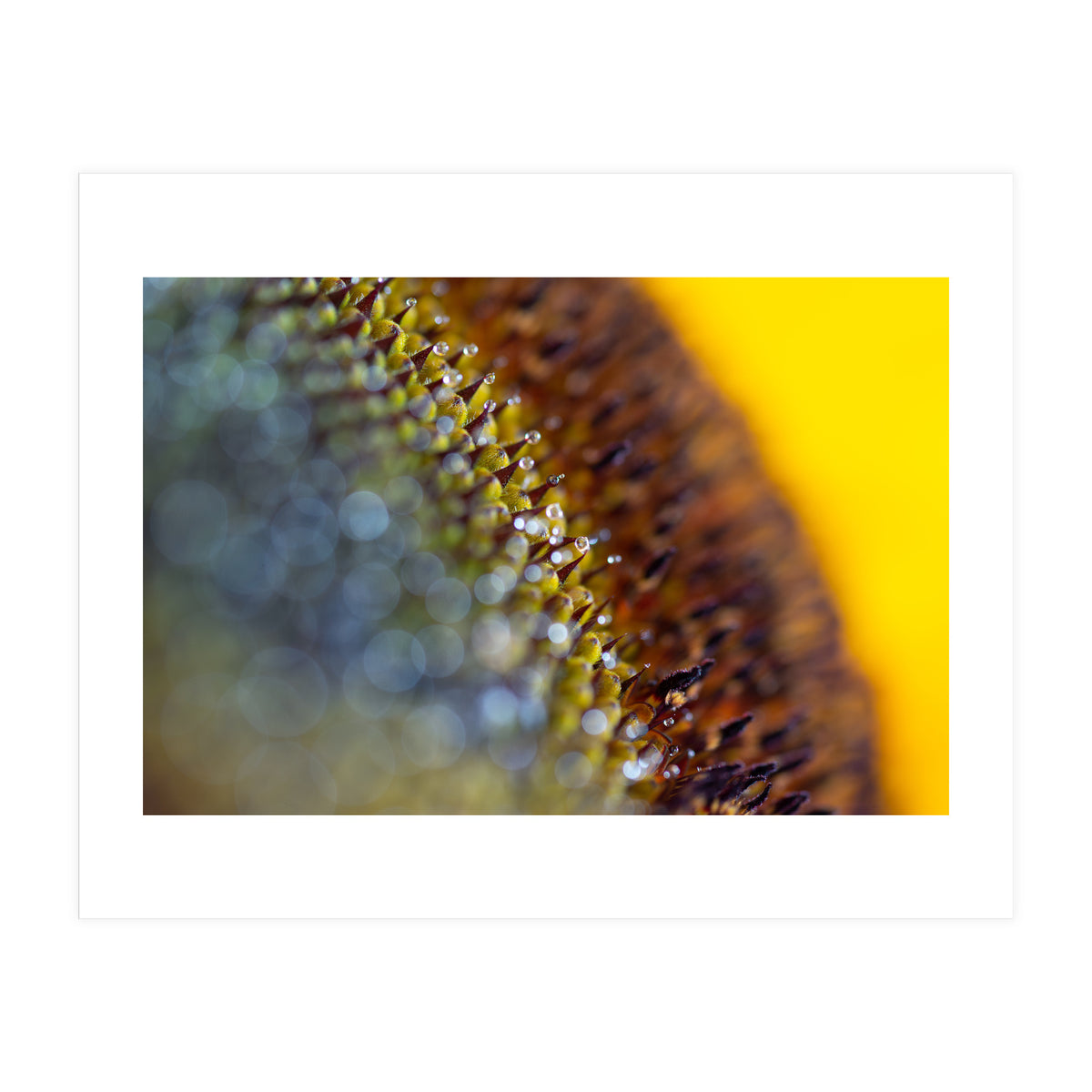 Bumblebee (Print Only)