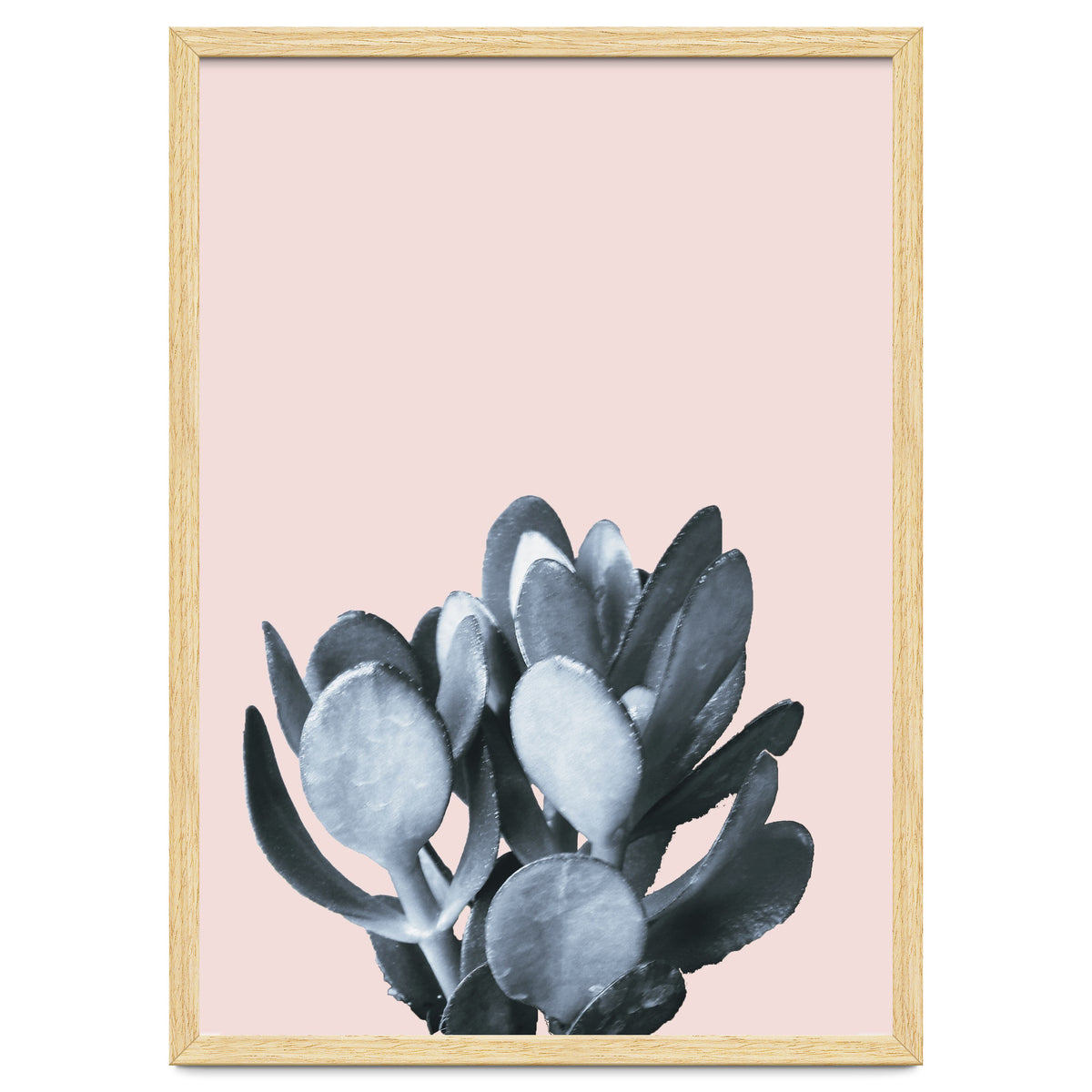 Cactus collection BL-II