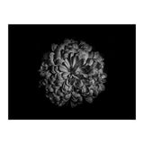Backyard Flowers In Black And White 48 (Print Only) thumbnail
