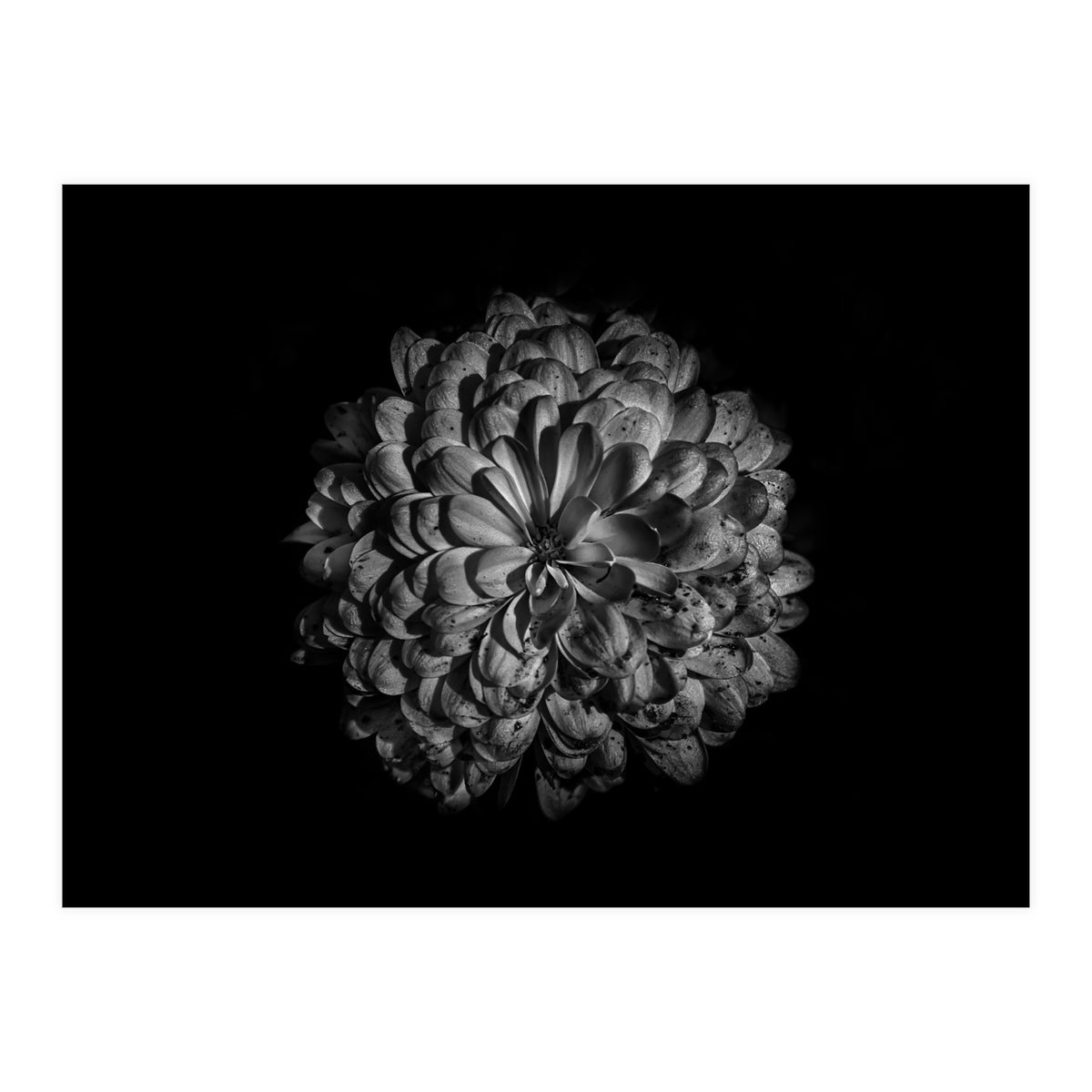 Backyard Flowers In Black And White 48 (Print Only)