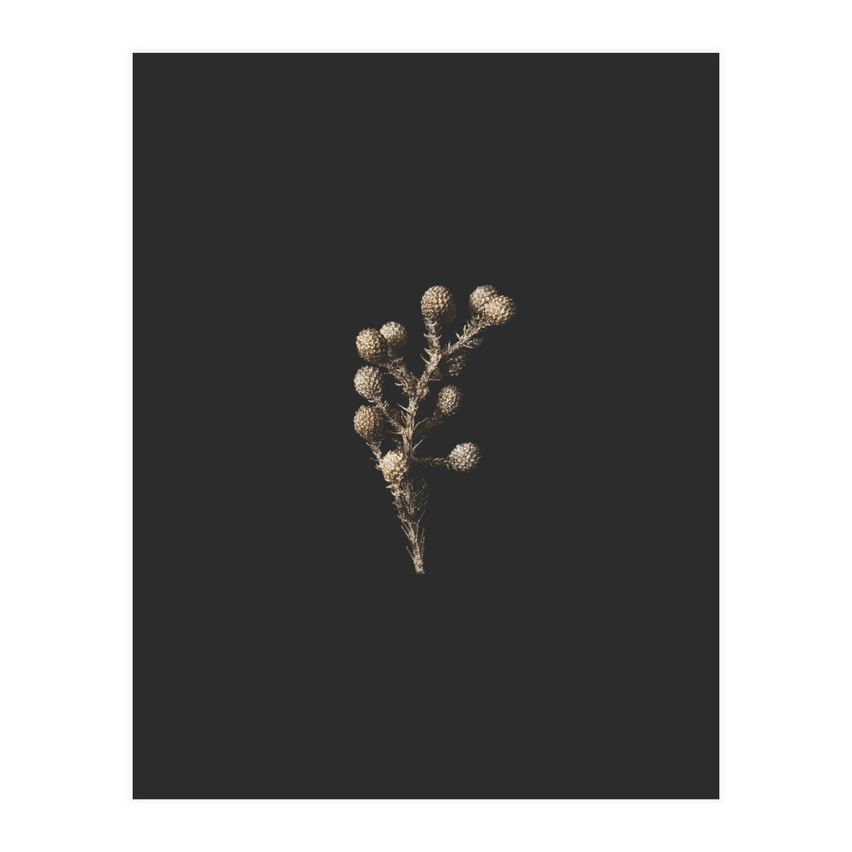 Gold Drops Botanicals (Print Only)