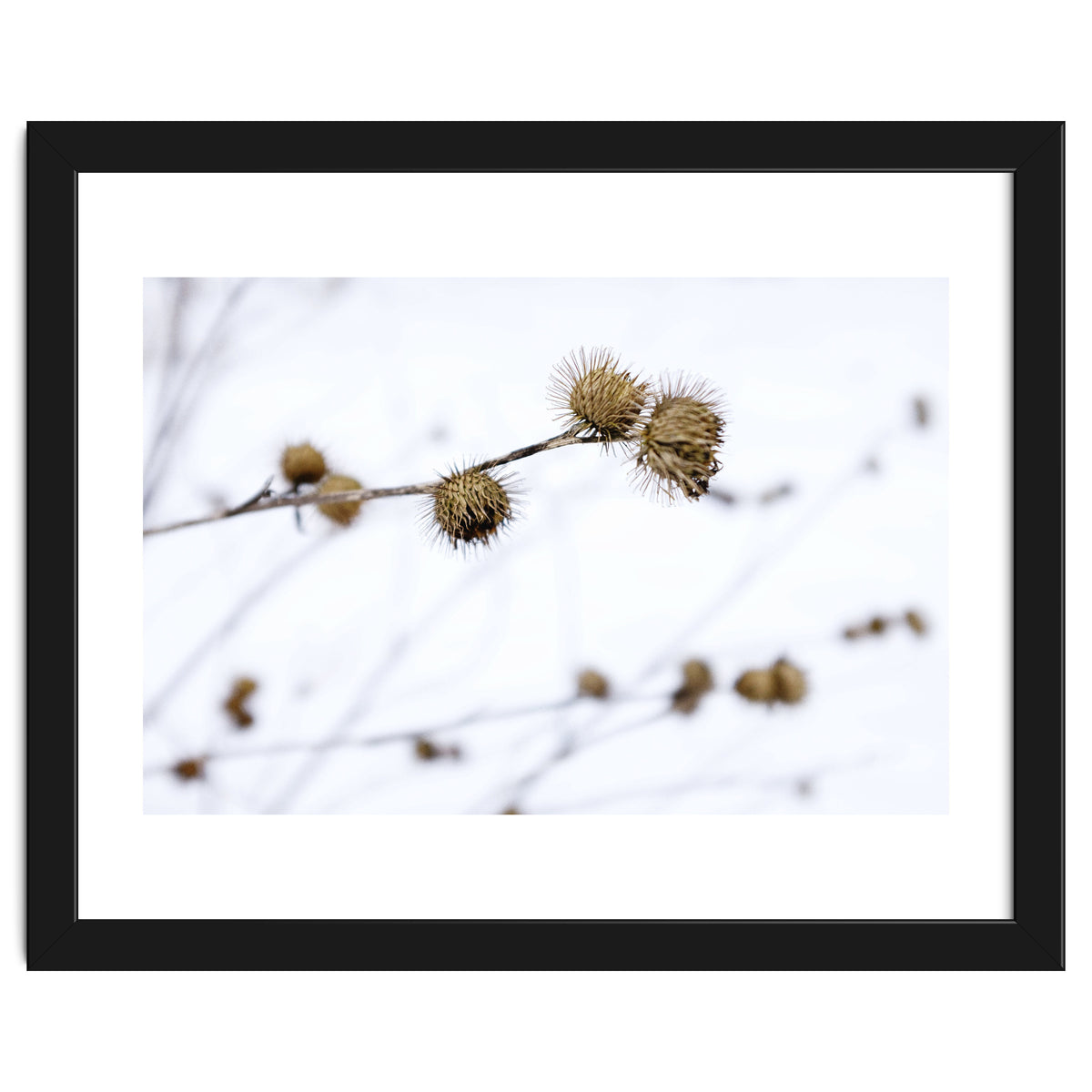 Winter Thistles