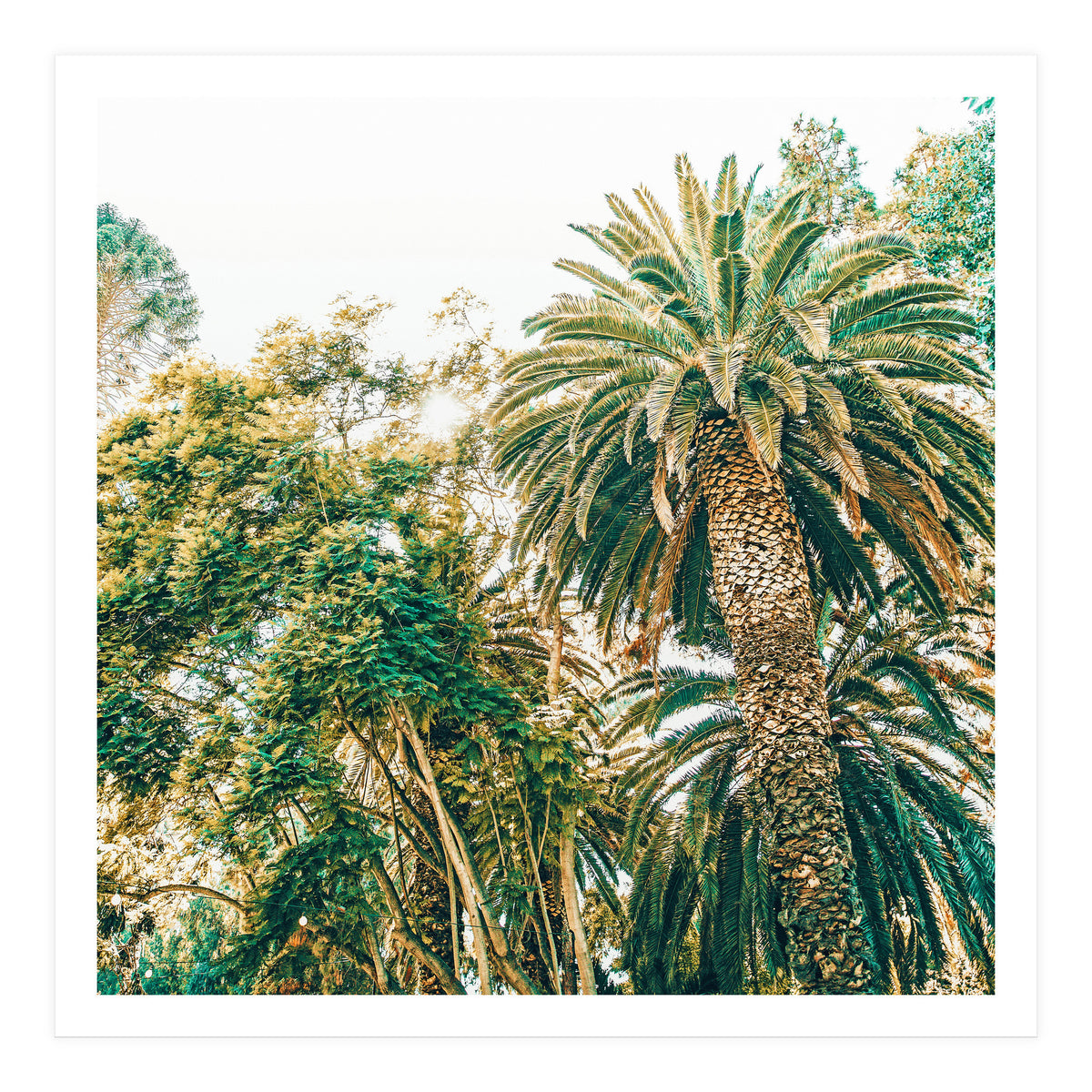 Newport (Print Only)