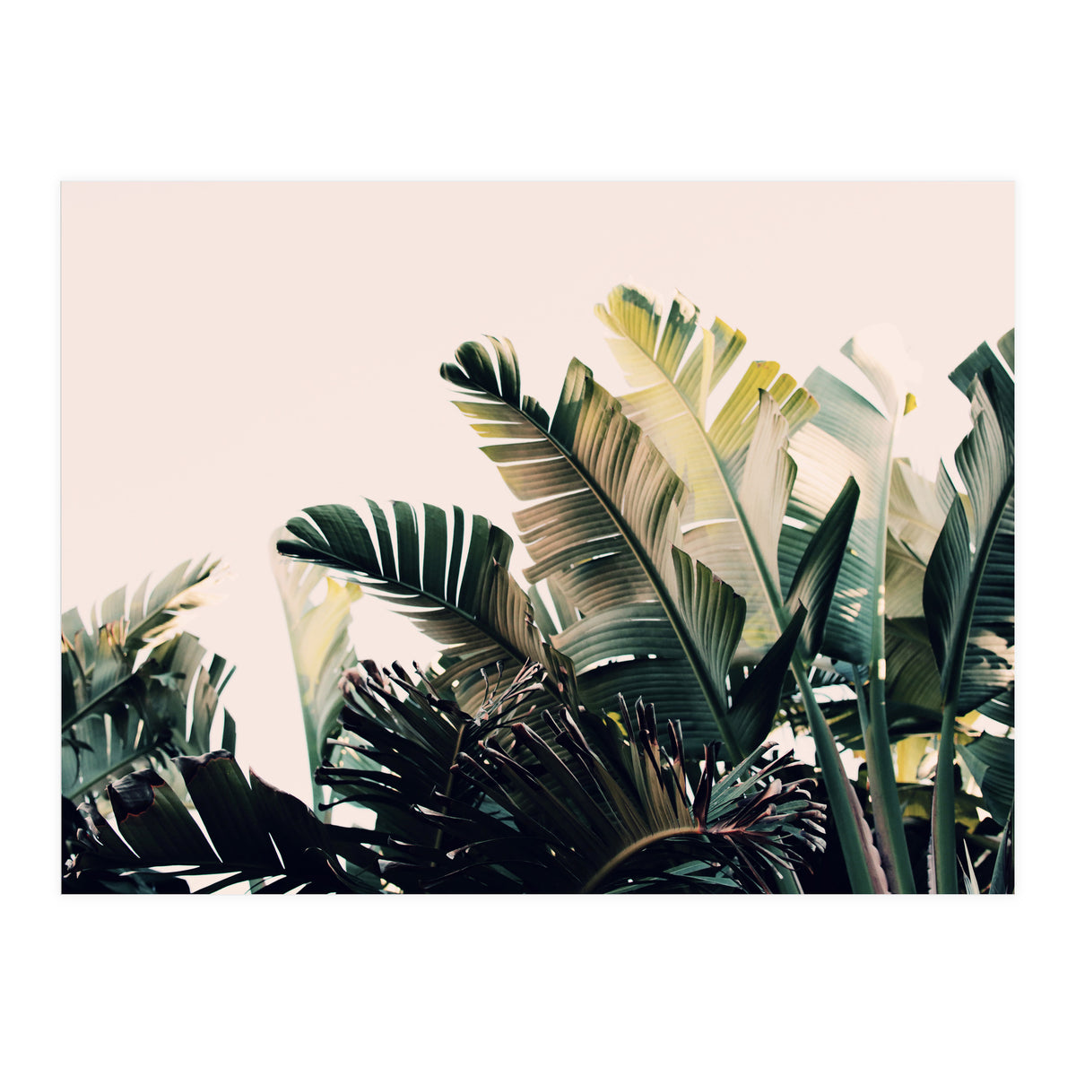 Paradise #4  (Print Only)