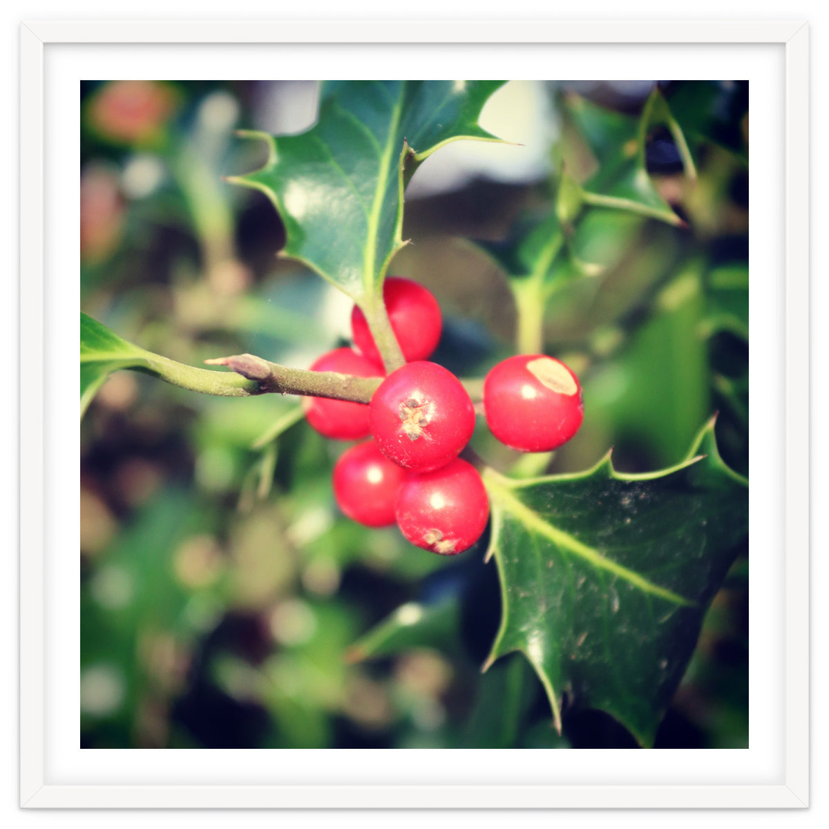 Holly berries