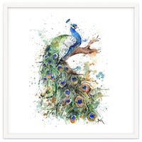 Peacock - Wildlife Collection