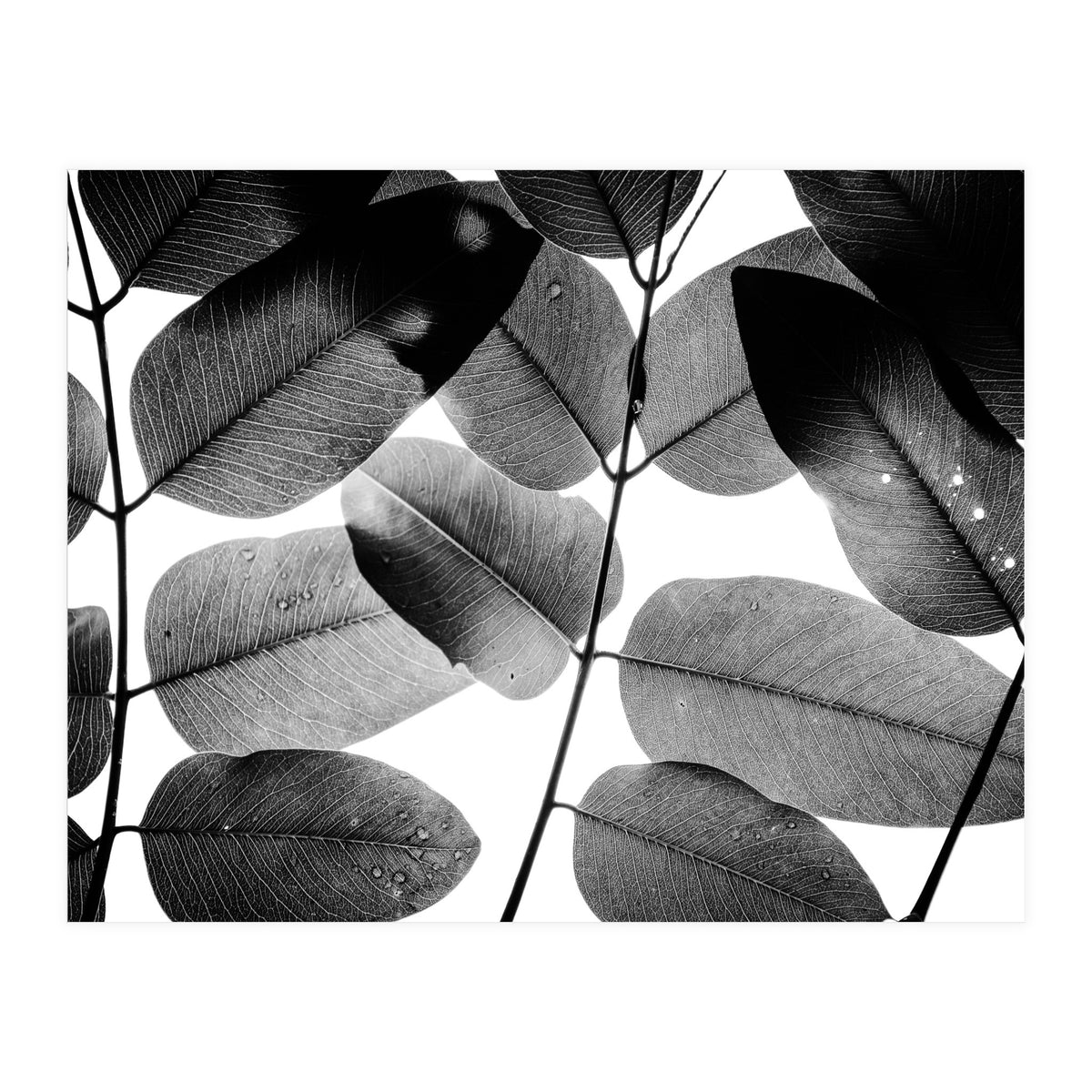 Experiments with Leaves II (Print Only)