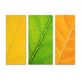 Autumn Leaves (Print Only) thumbnail