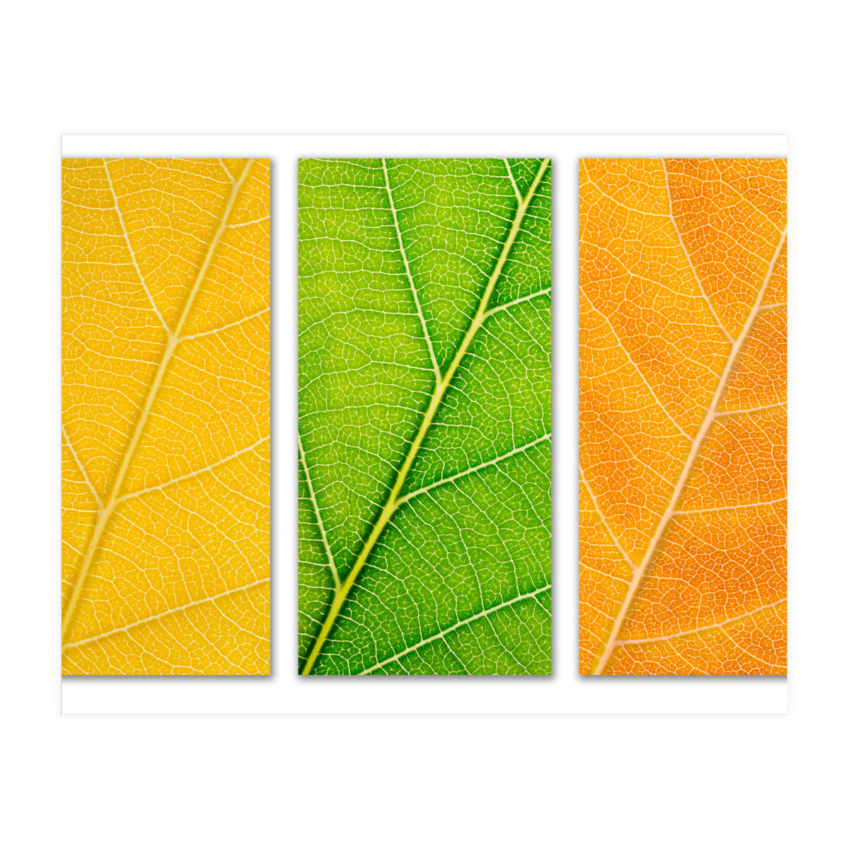 Autumn Leaves (Print Only)