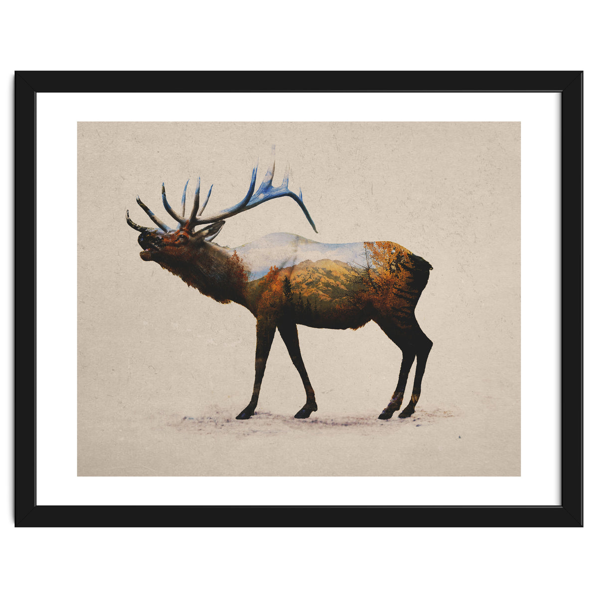 The Rocky Mountain Elk