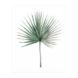 Botanical Illustration Fanpalm (Print Only) thumbnail