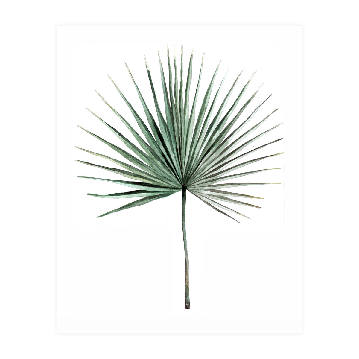 Botanical Illustration Fanpalm (Print Only)
