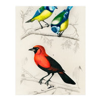 Different types of birds illustrated (Print Only)