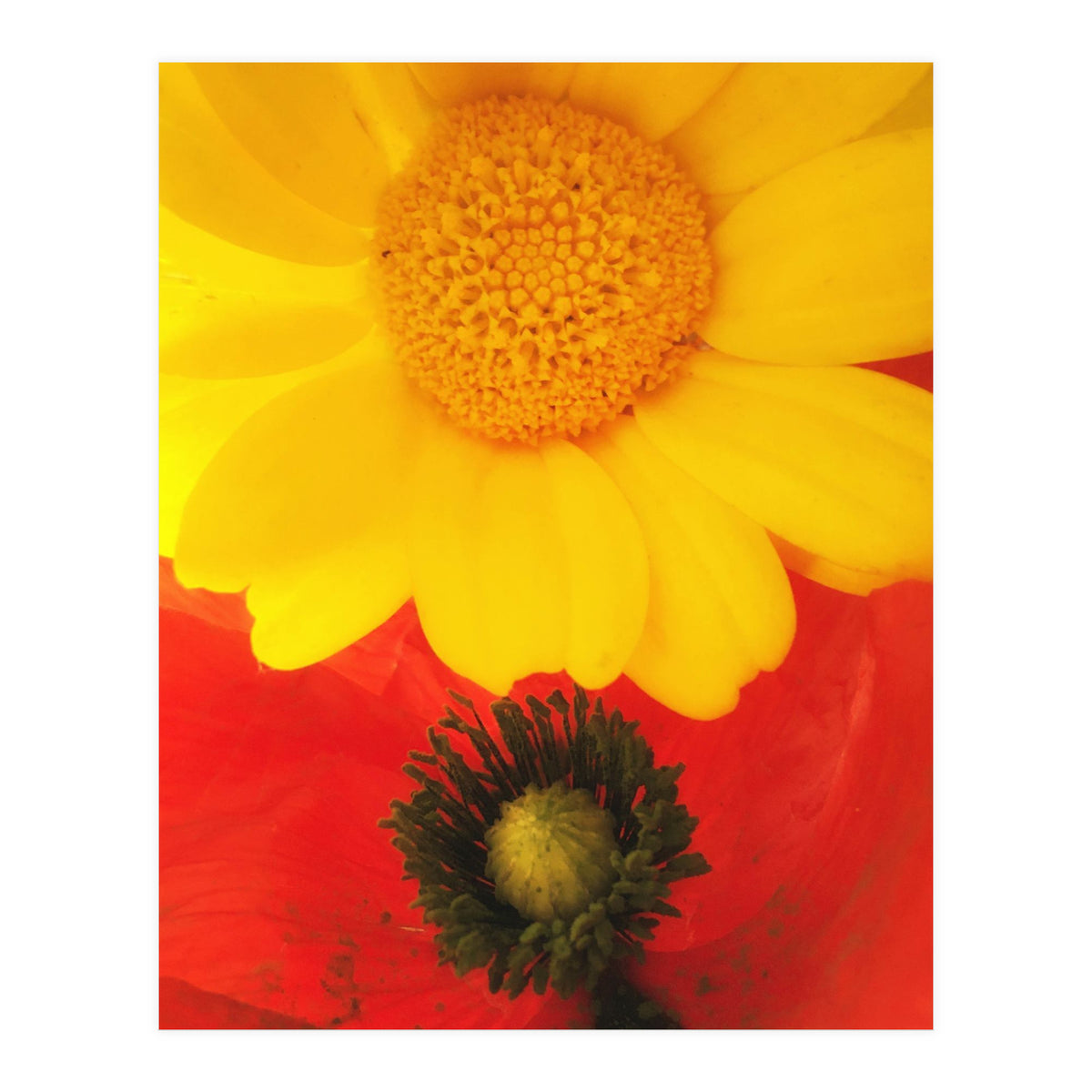 SPRING LOVE (Print Only)