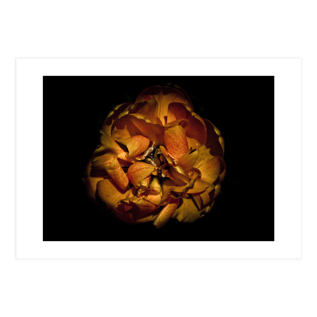 Backyard Flowers No 80 Color Version (Print Only)