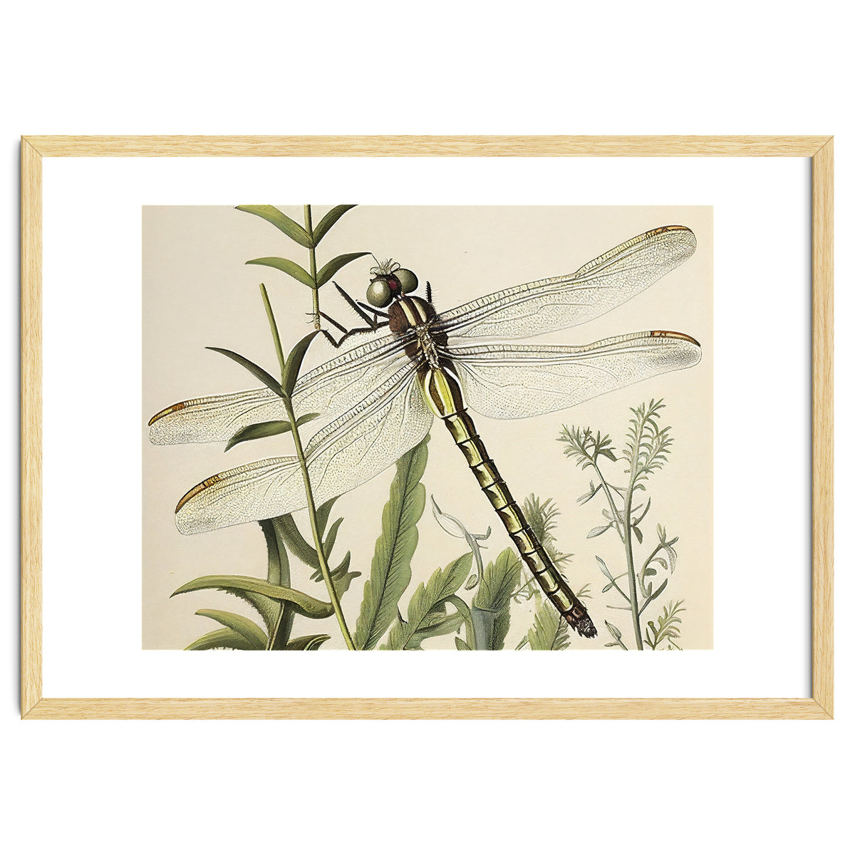 Dragonfly Vintage Illustration