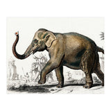 Asiatic elephant indicus illustrated (Print Only) thumbnail