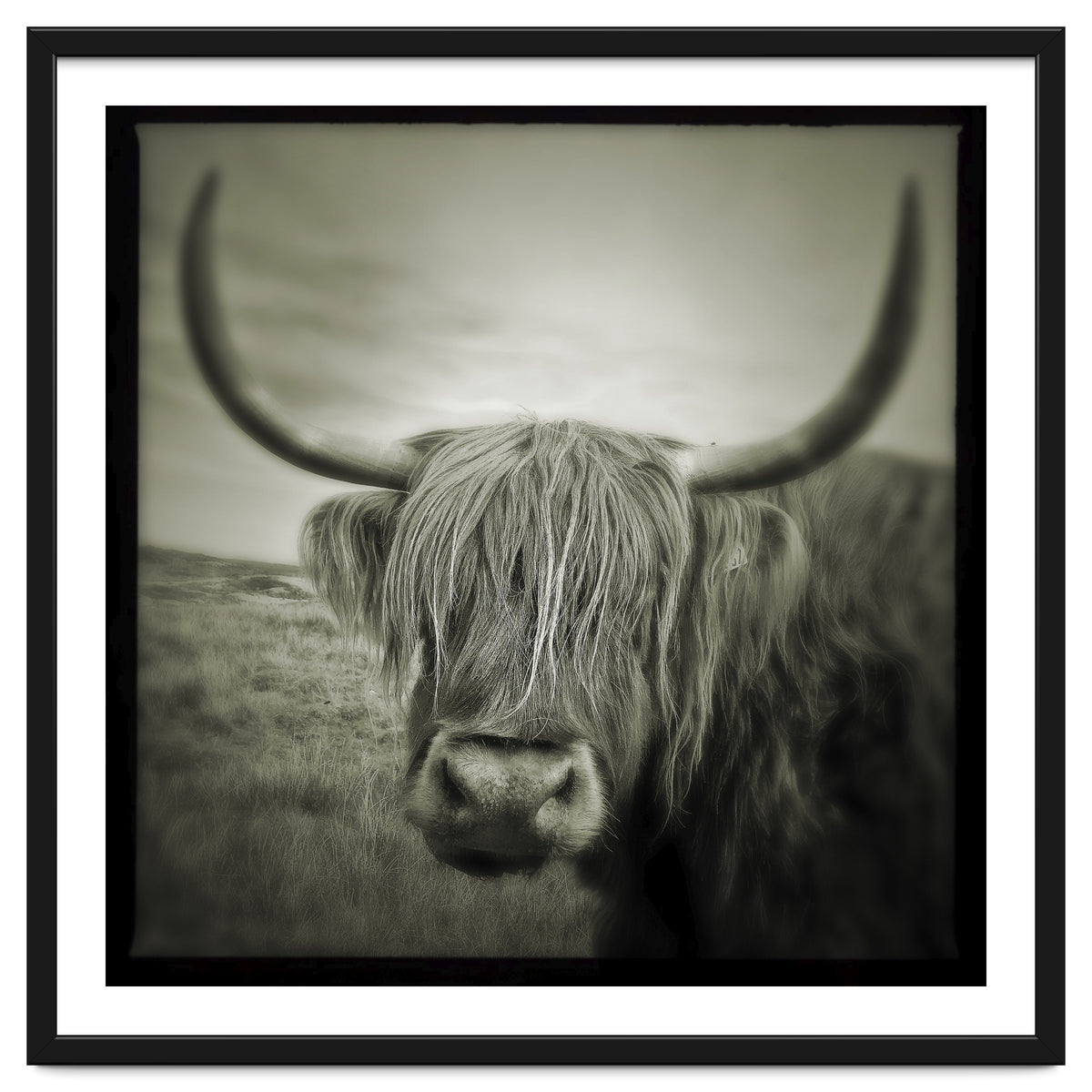 Elgol Cow