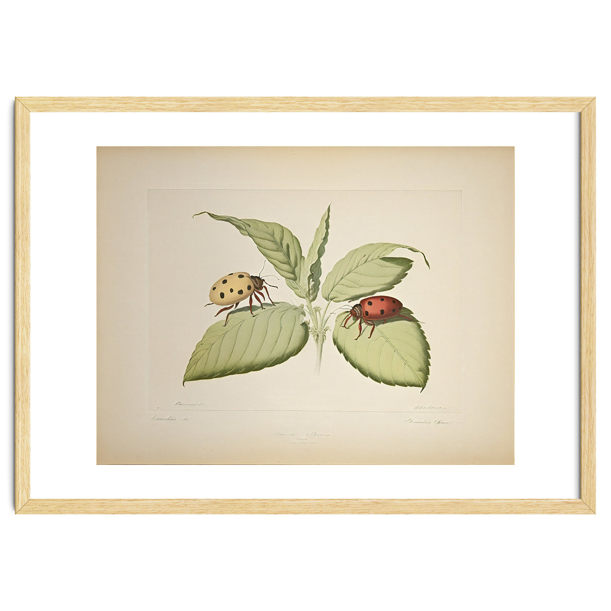 Vintage Ladybirds Illustration