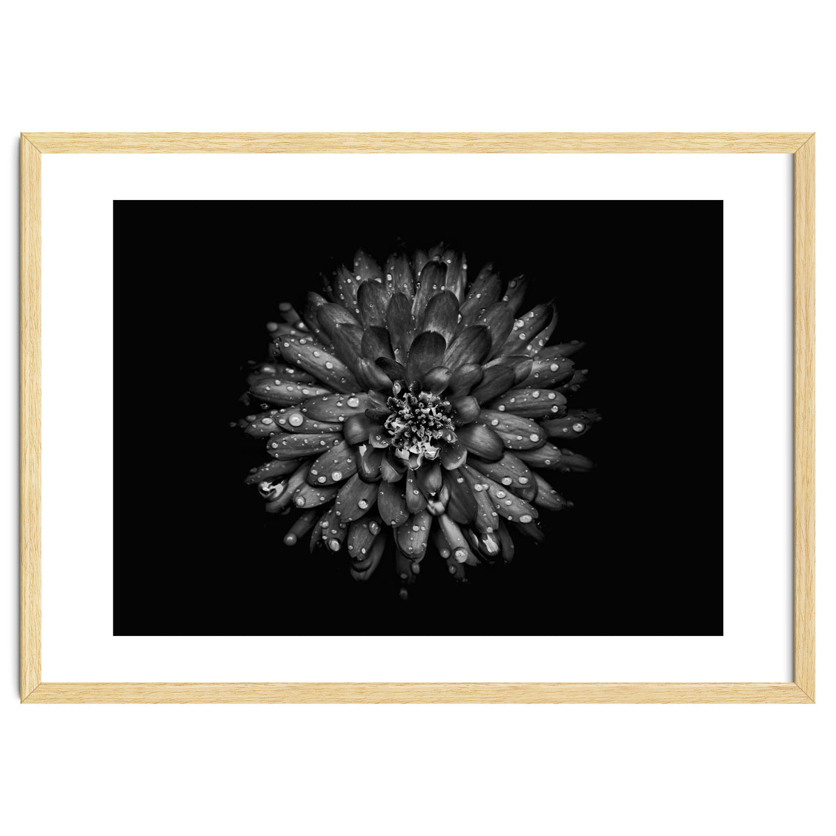 Backyard Flowers In Black And White No 45