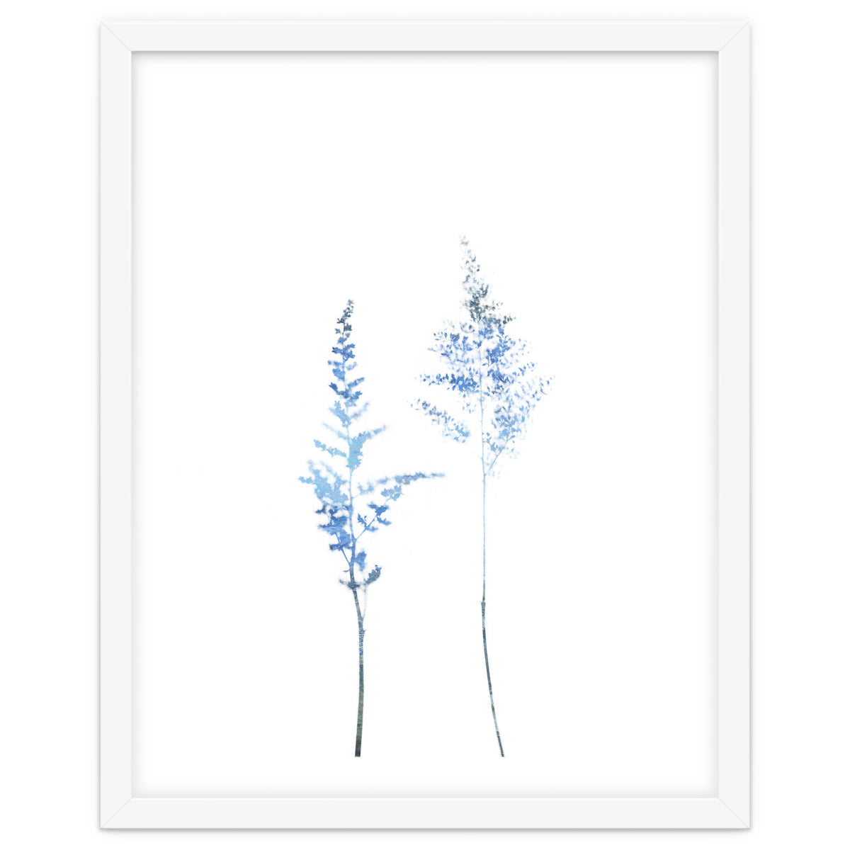 Blue Astilbe