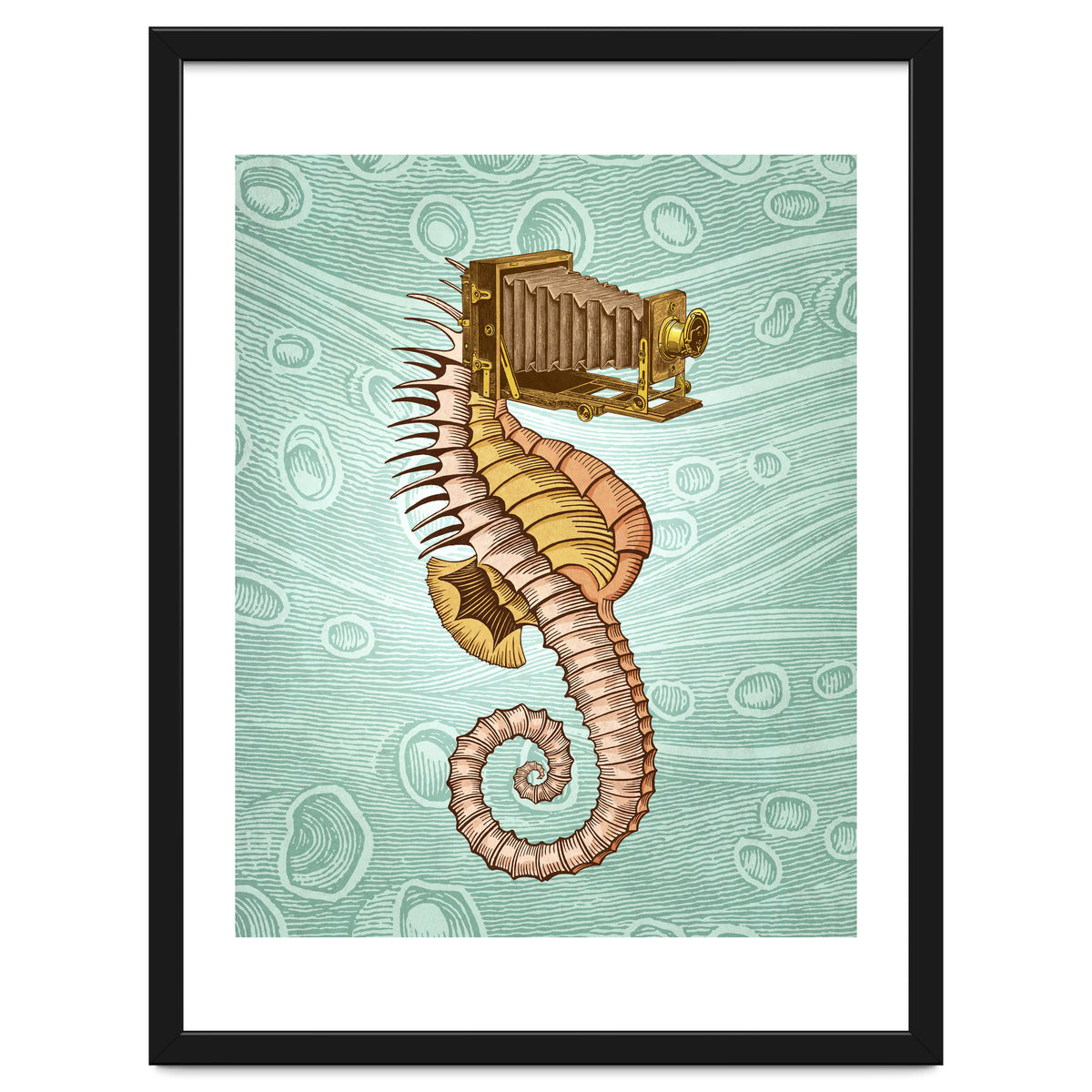 Hippocampus Camerarum