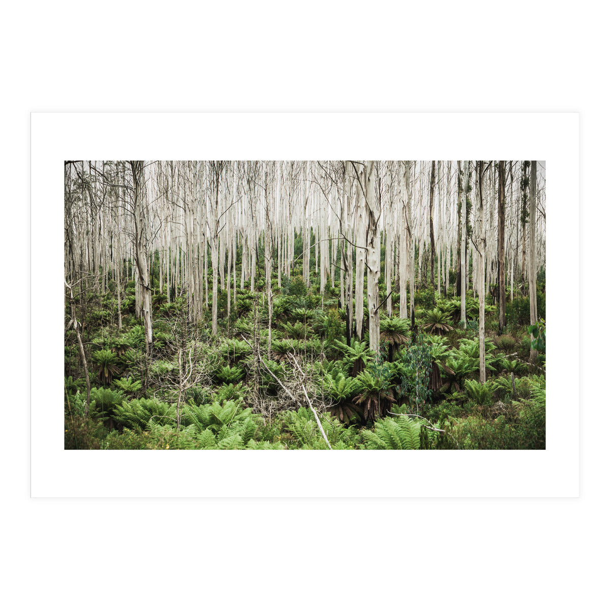 Forest After The Fire (Print Only)