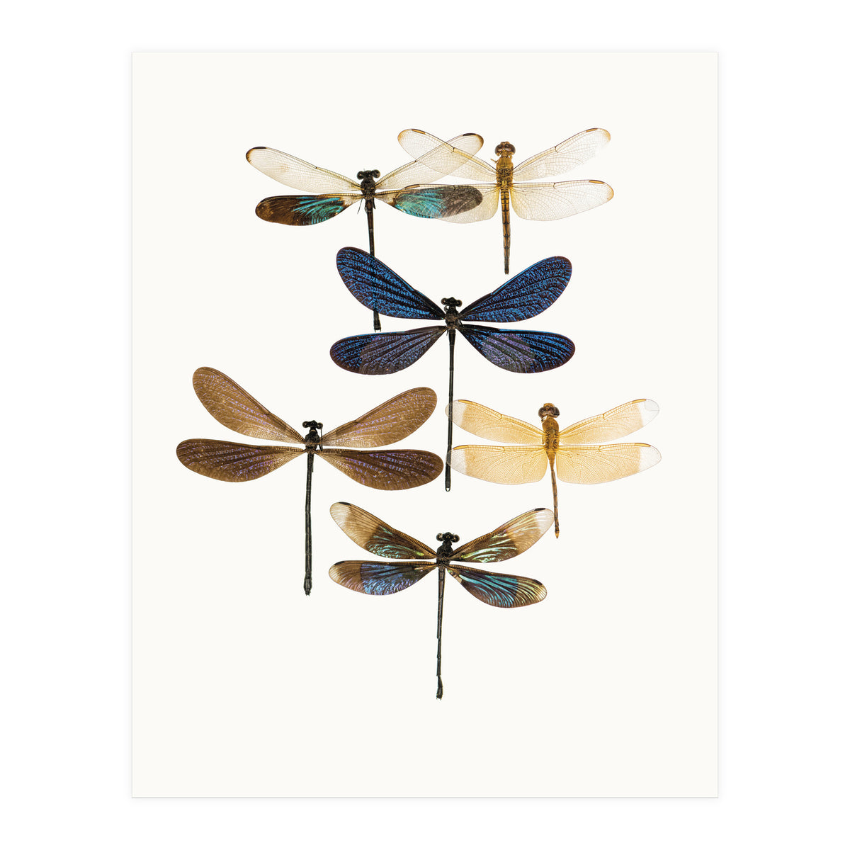 Cc Insects 10 (Print Only)