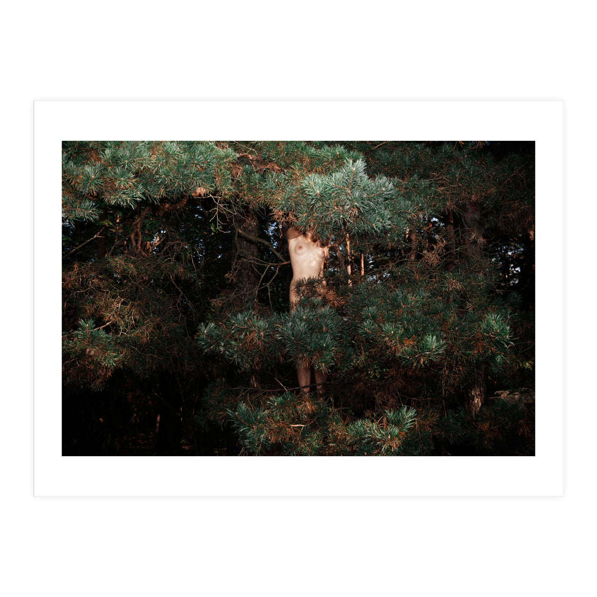 The Eyes of the Forest (Print Only)