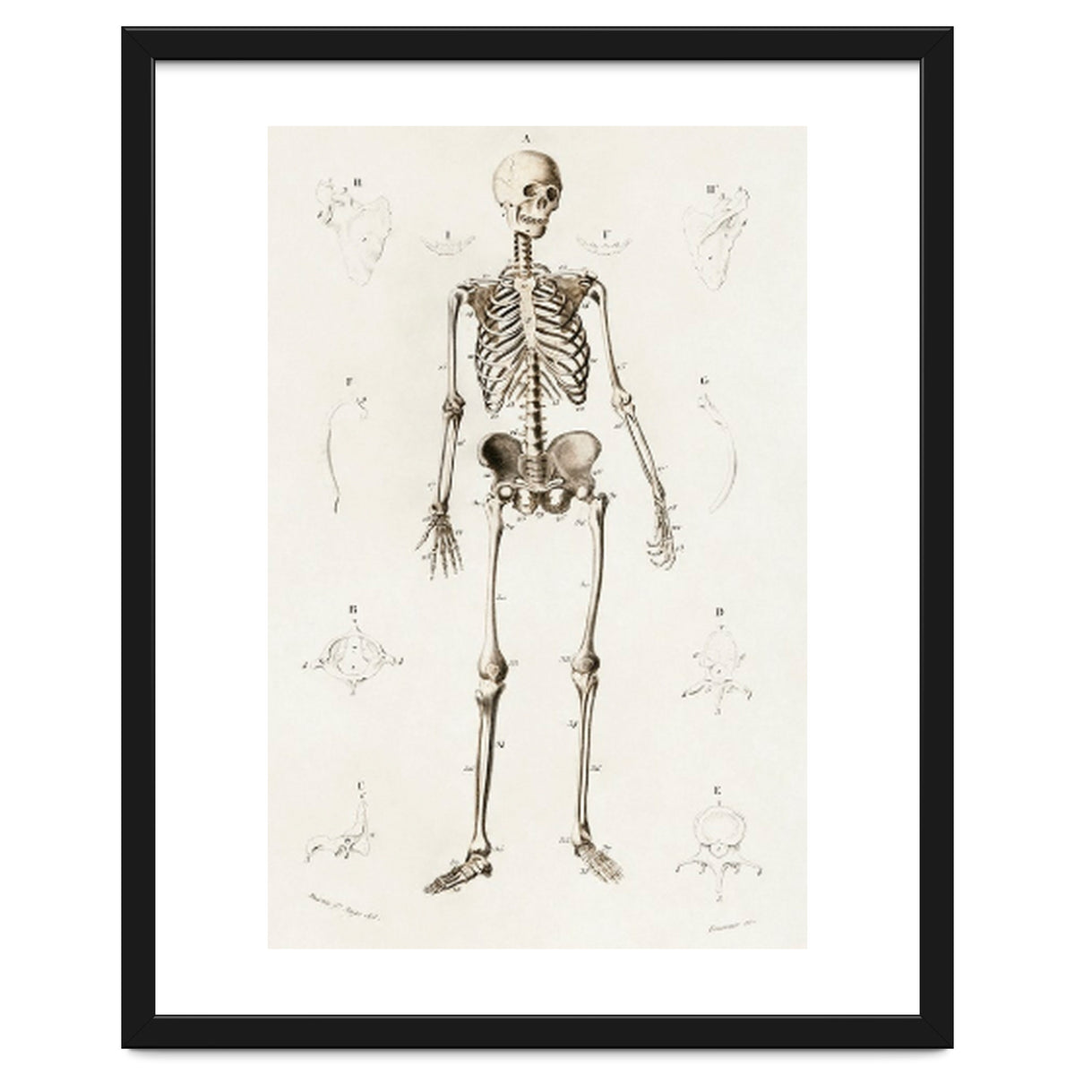 Human skeleton illustrated