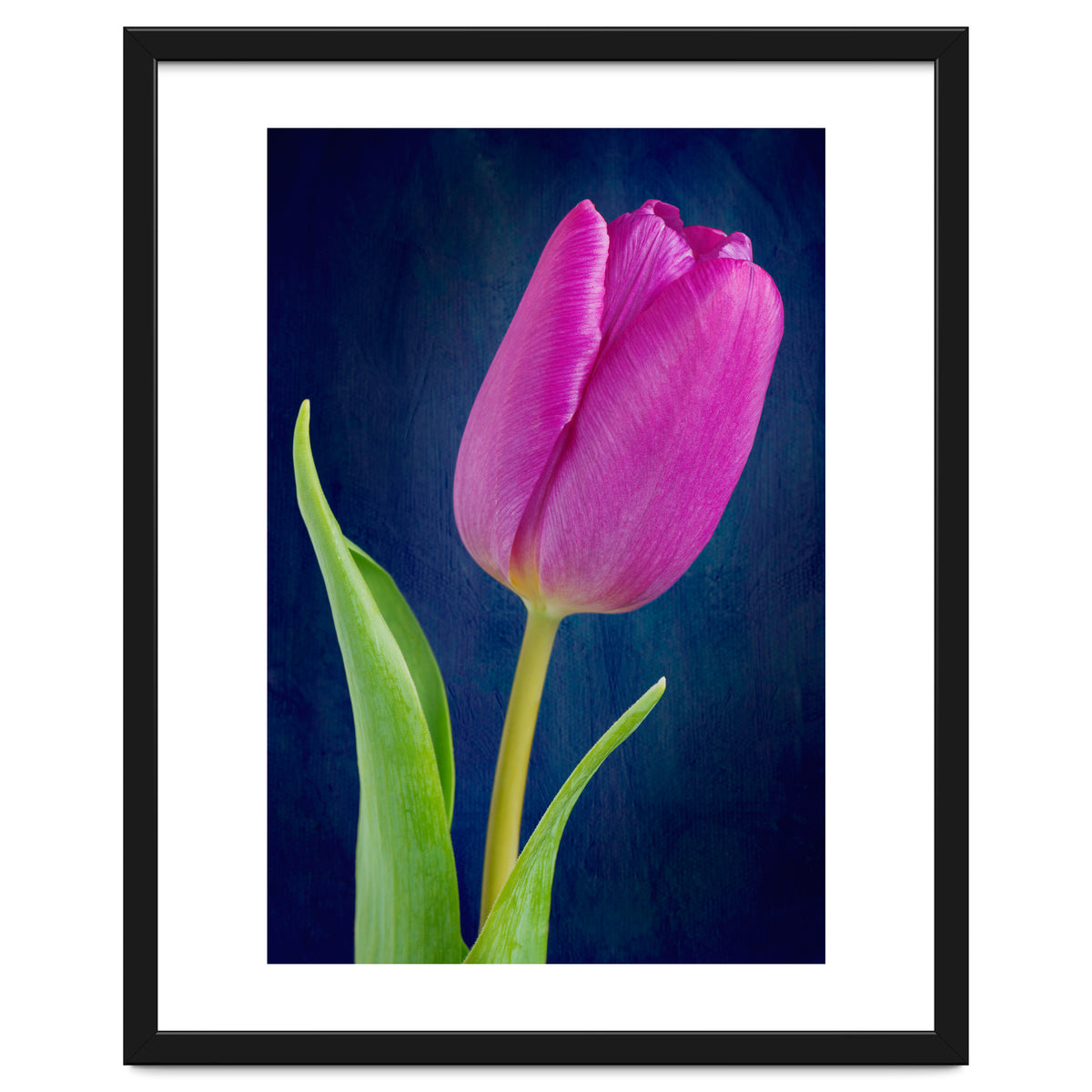Tulip