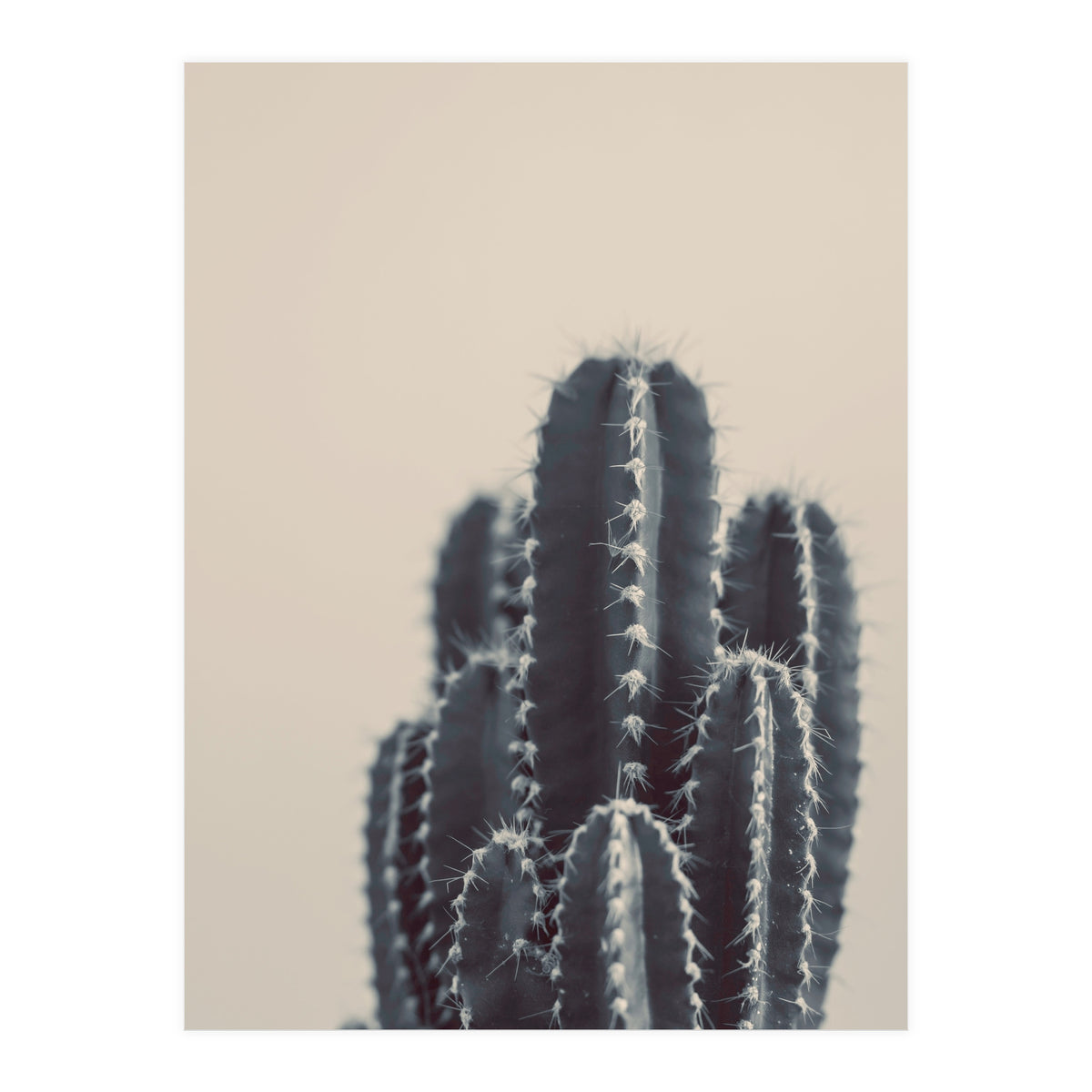 Vintage Cactus #1 (Print Only)