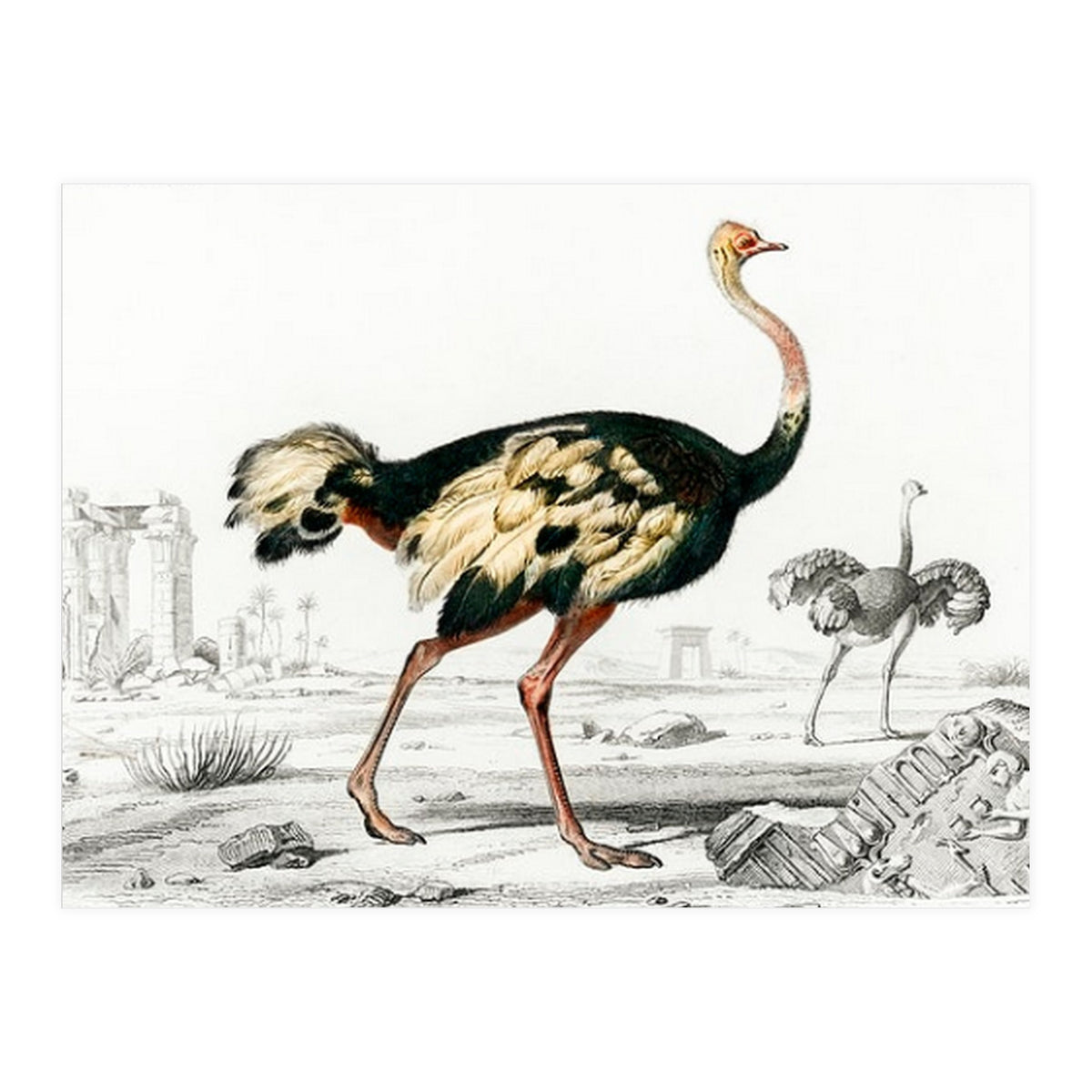 Struthio illustrated (Print Only)