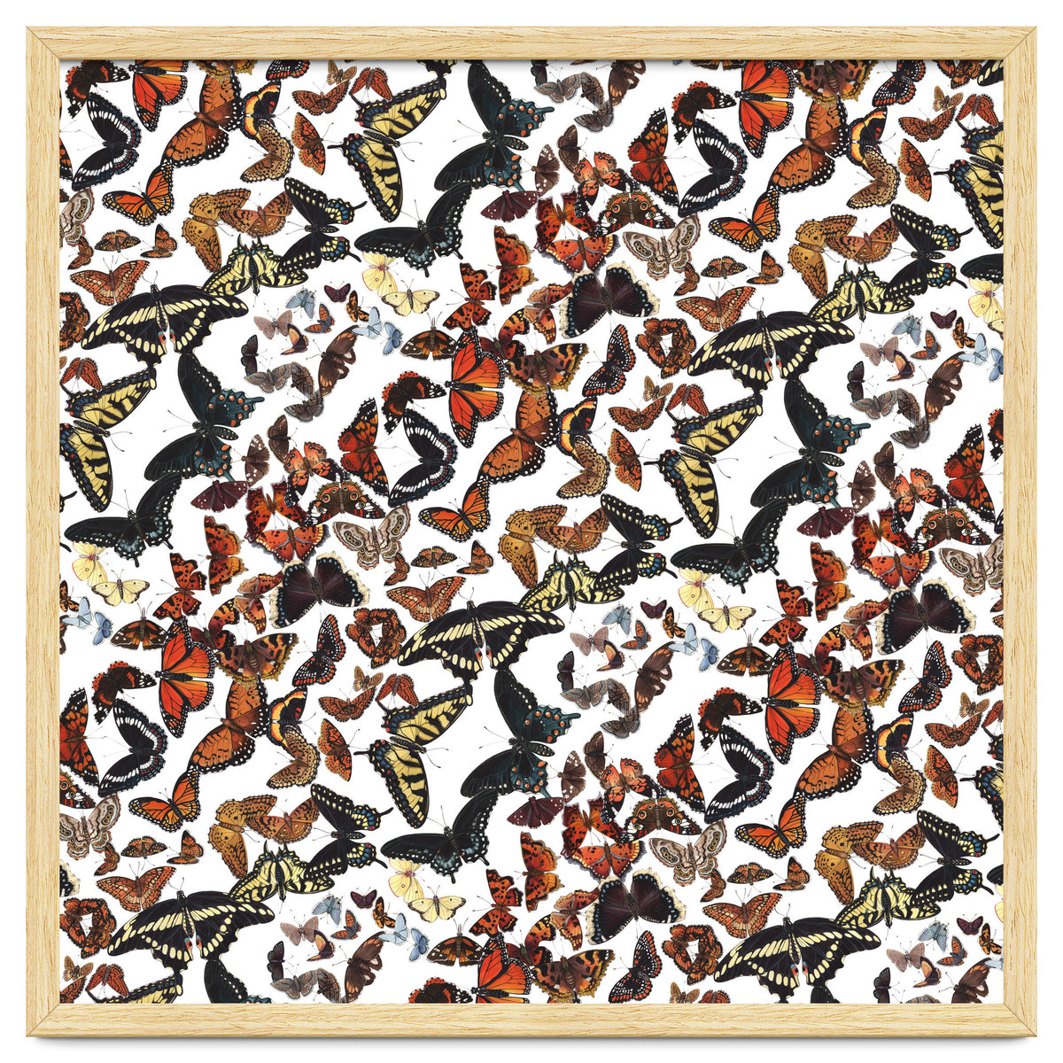 Maine Butterflies Pattern