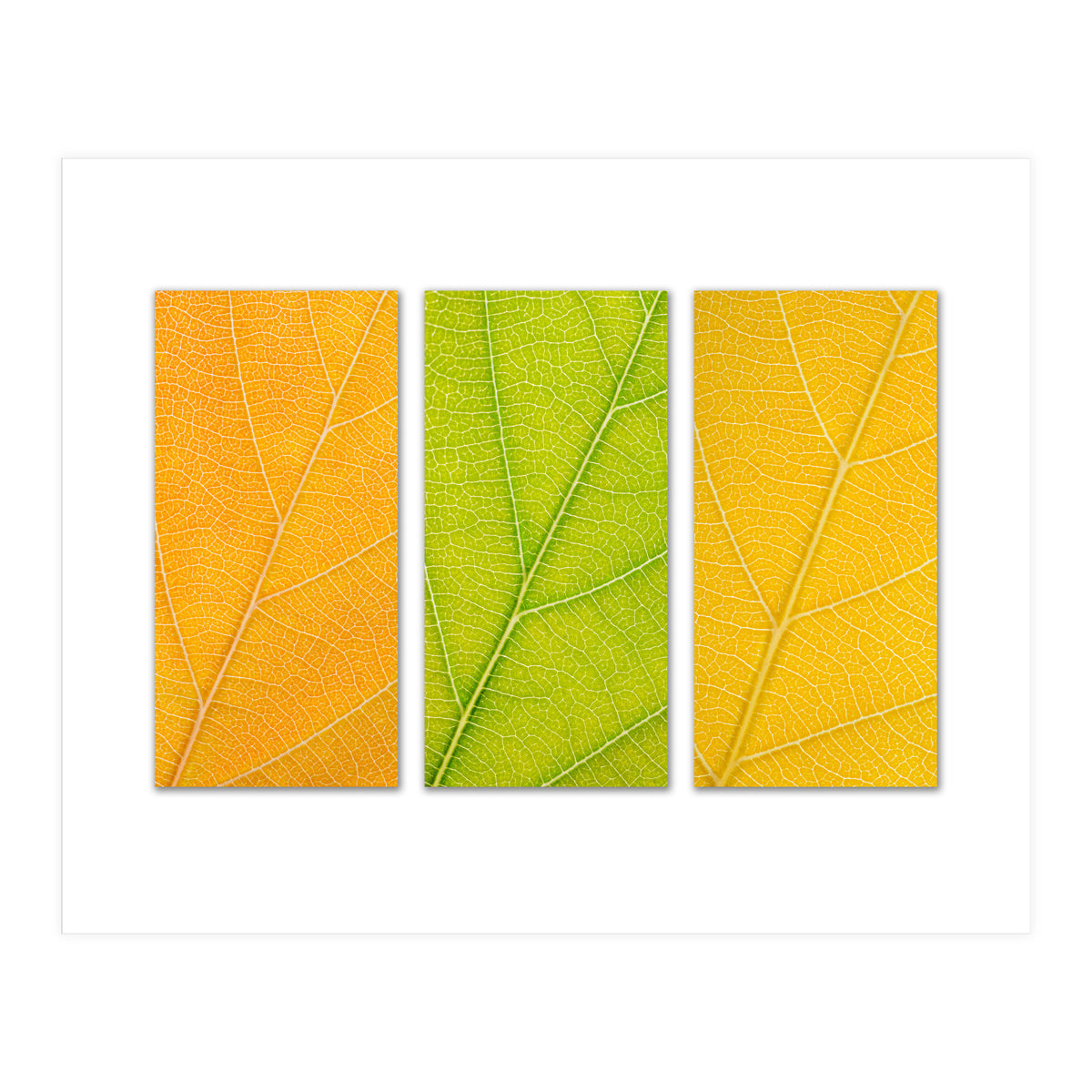 Autumn Leaves (Print Only)