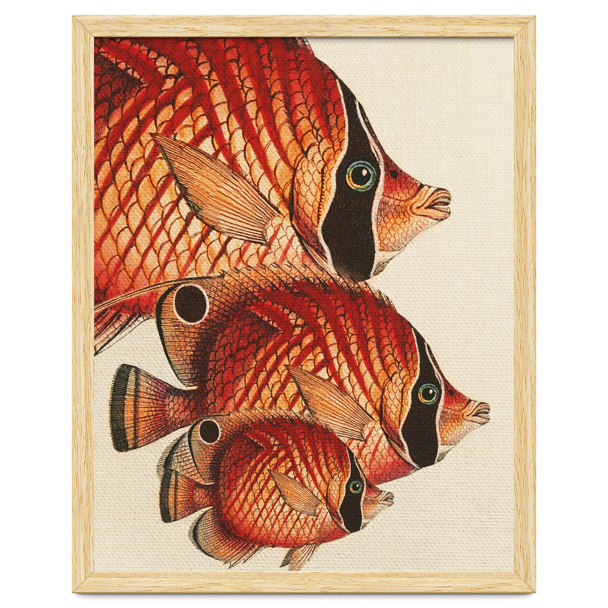 Fish Classic Designs 2