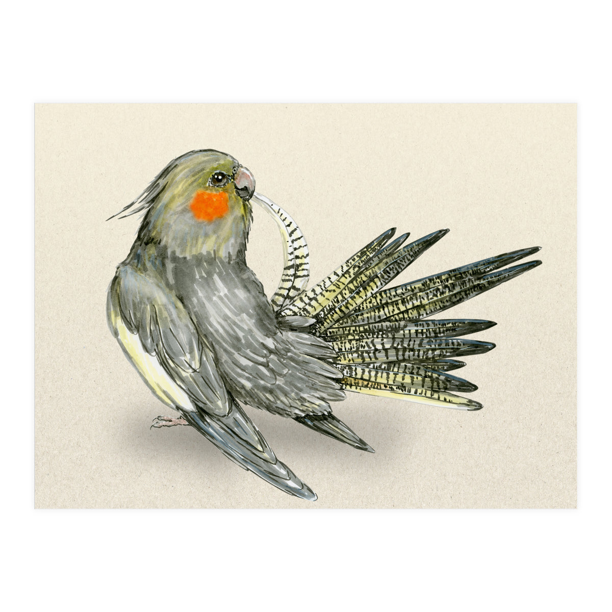 Preening cockatiel (Print Only)